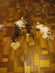 Животни  малки котенца