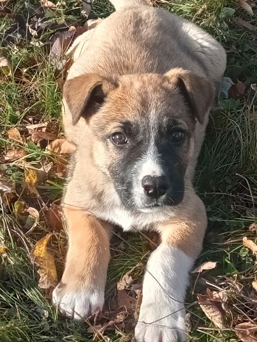 Donez cățea talie mare