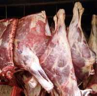 Мясо говядины только тушами 120-230 кг