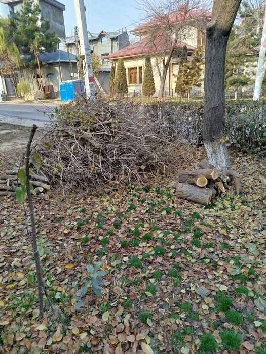 Ŏtinlar tekinga beriladi, tut daraxti