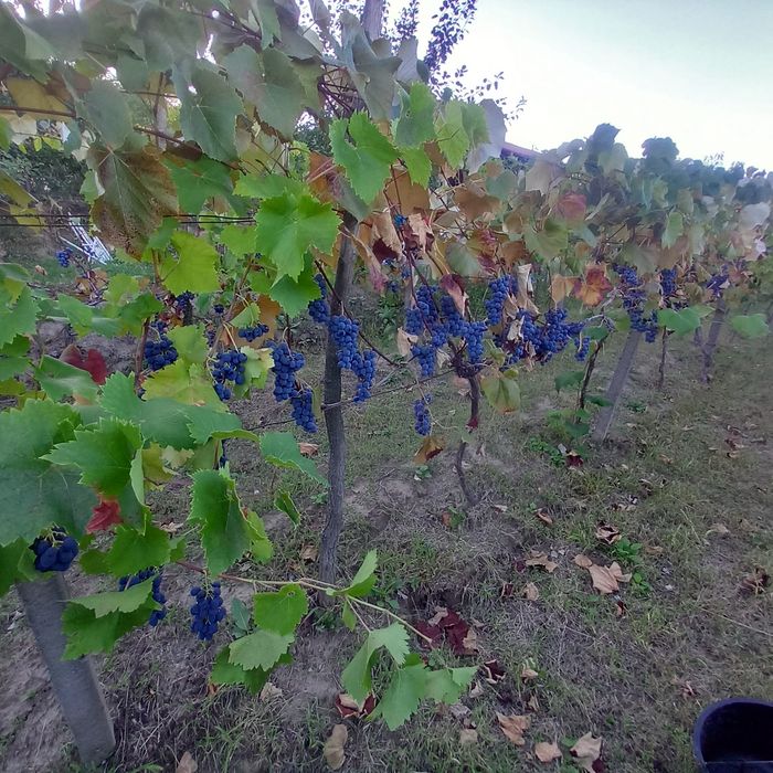 Vând capsunica, fraga alba, moldova pentru un vin mai special.