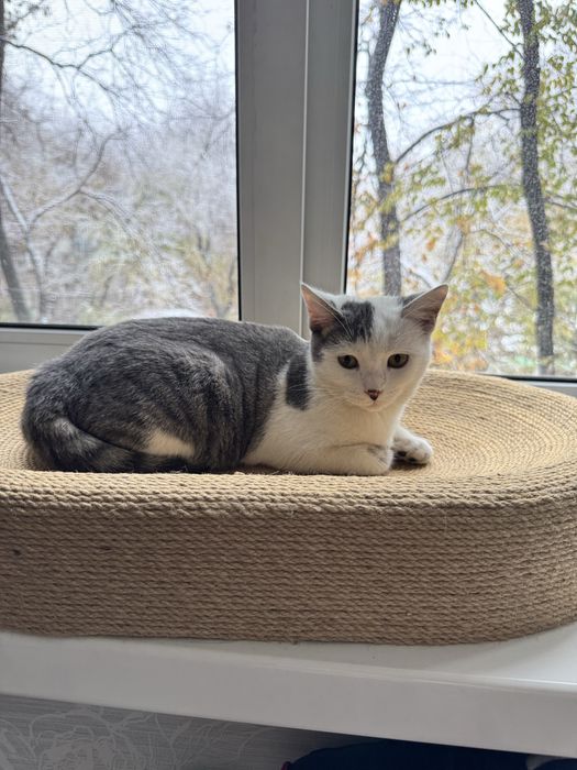 Отдам котенка в хорошие руки