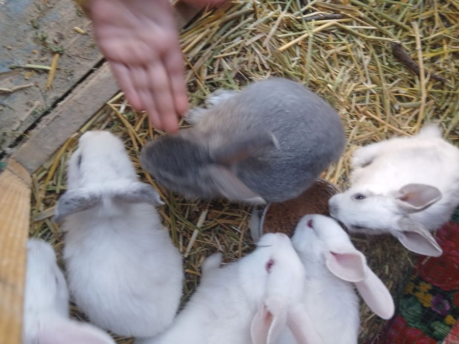 Ona quyon va bolalari sotiladi