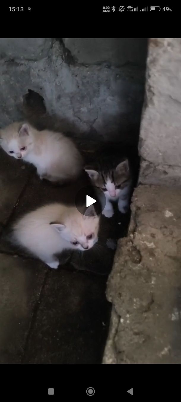 Котята в добрые руки
