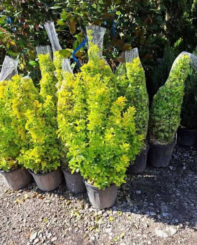 Tuia Smaragd Buxus Evonymus Leilandy Plante Ornamentale