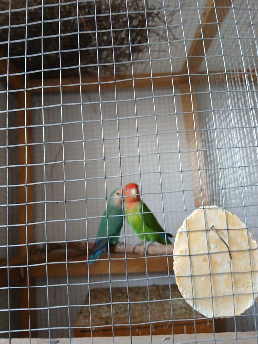 Neeazluchka soriladi 2 parayu 1 ta aloxida 400 ming parasi