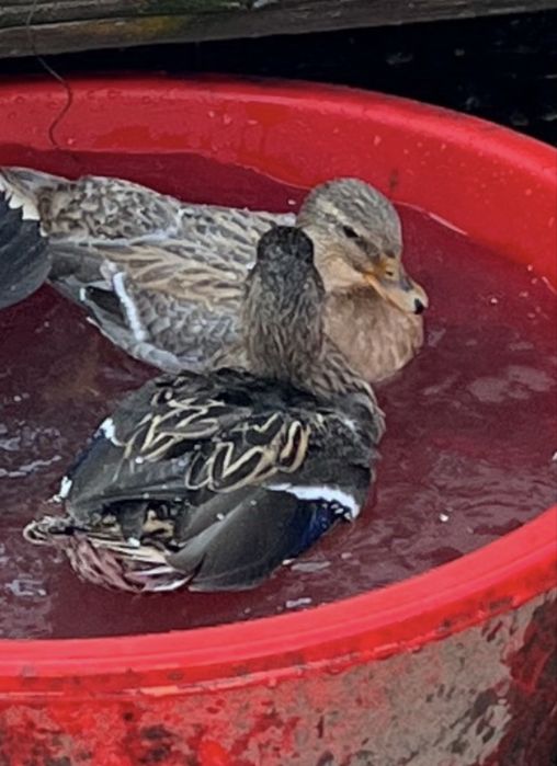 Rață Pitică Olandeză de vânzare