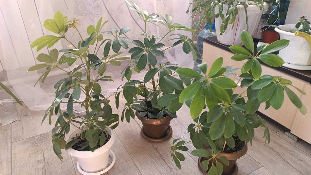 Продам комнатные цветы ( разные) от 500 тенге