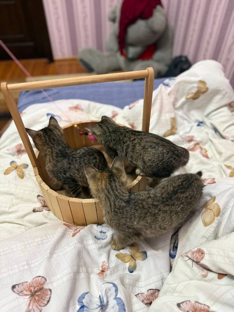 Котята в добрые руки