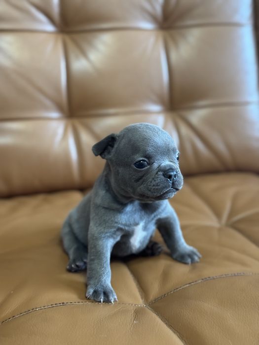 Френски булдог син ген