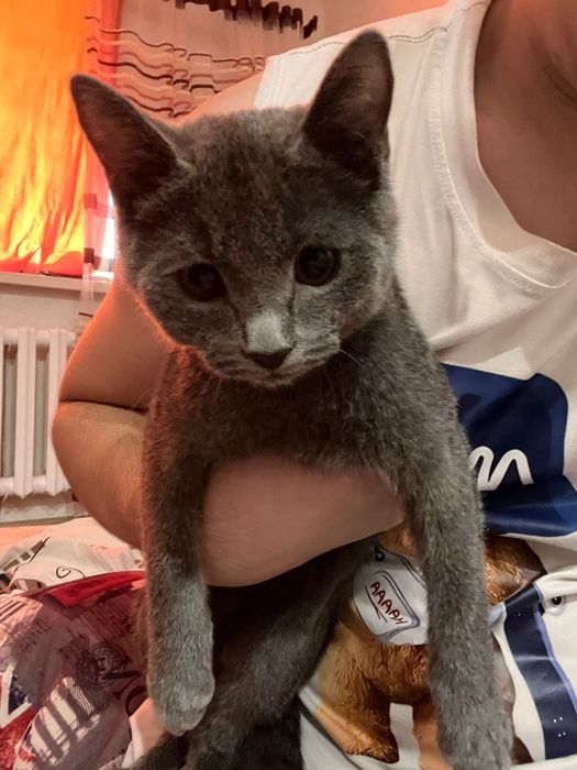 Продаётся мальчик котенок