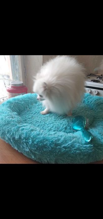 Вязка померанского шпица Белоснежный 1,5 кг