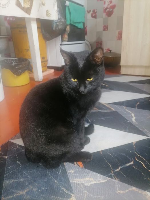 Отдам котика в хорошие, добрые руки