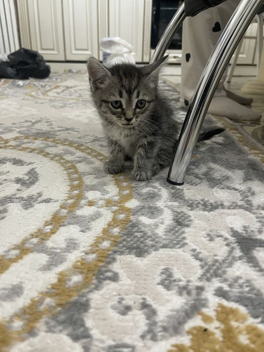 Продам котенка 1 месяц британец