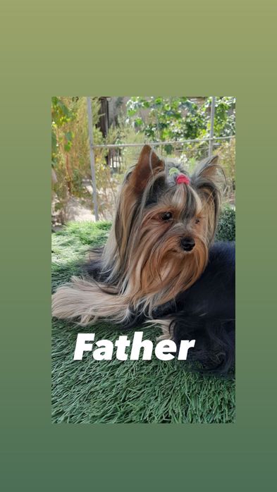 Продажа щенка Йоркширского терьера