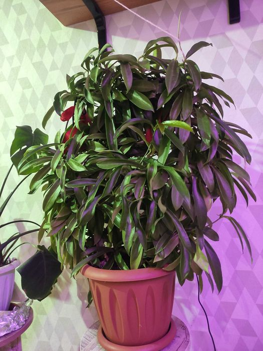 Хойя Ваети(черенки,отростки)