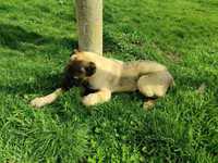 Продавам мъжко кученце на 4 месеца , порода Турски кангал