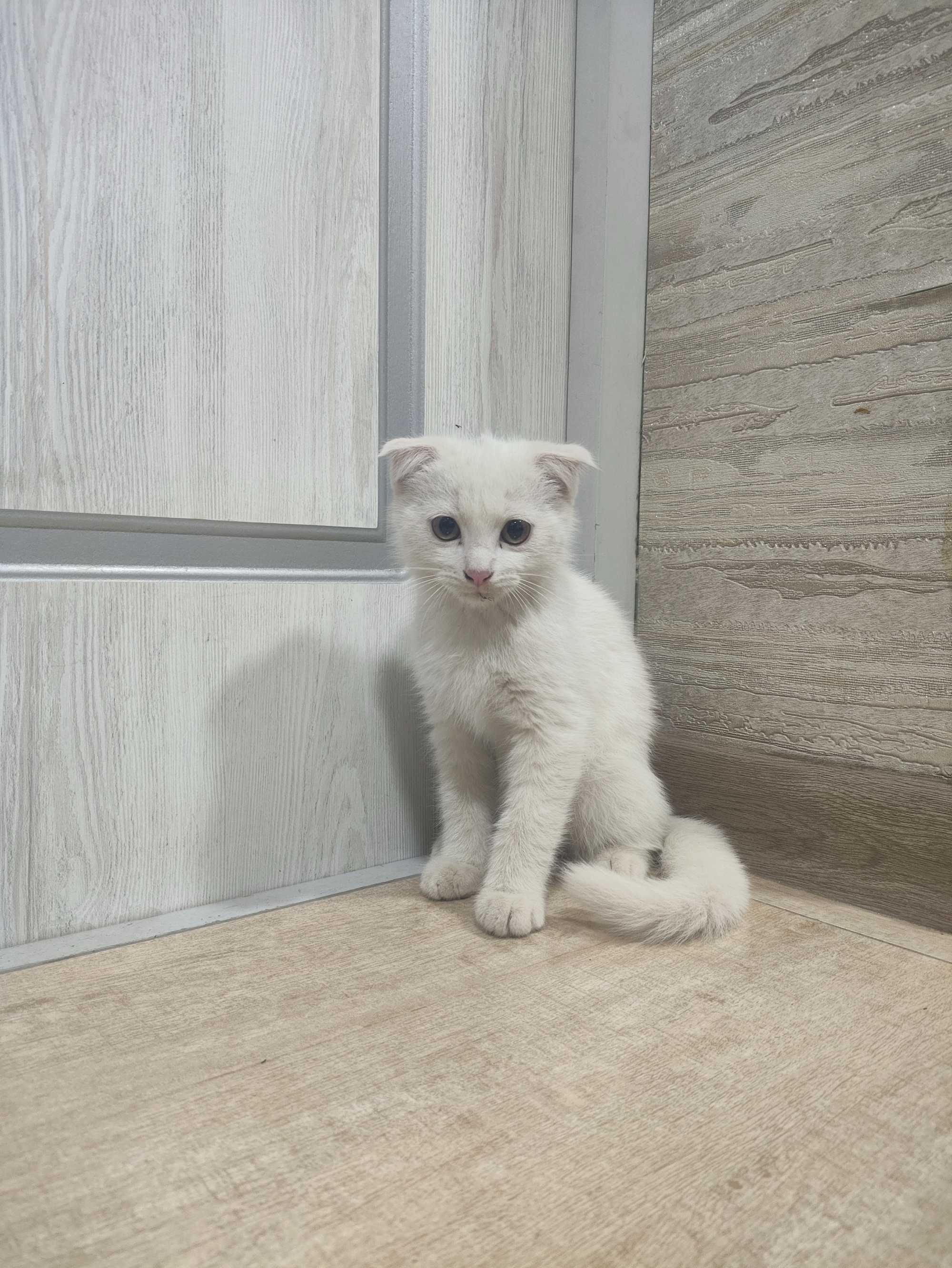 Mushuk scottish fold oq 3 oylik