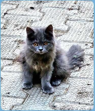 Кошка шотландский