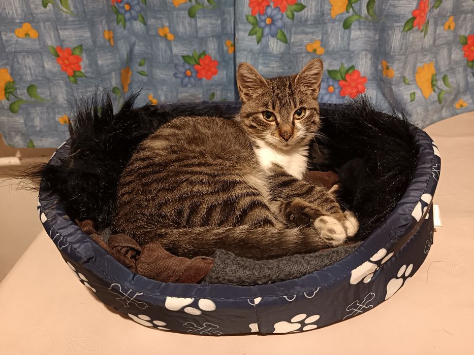 Мъжко коте търси дом