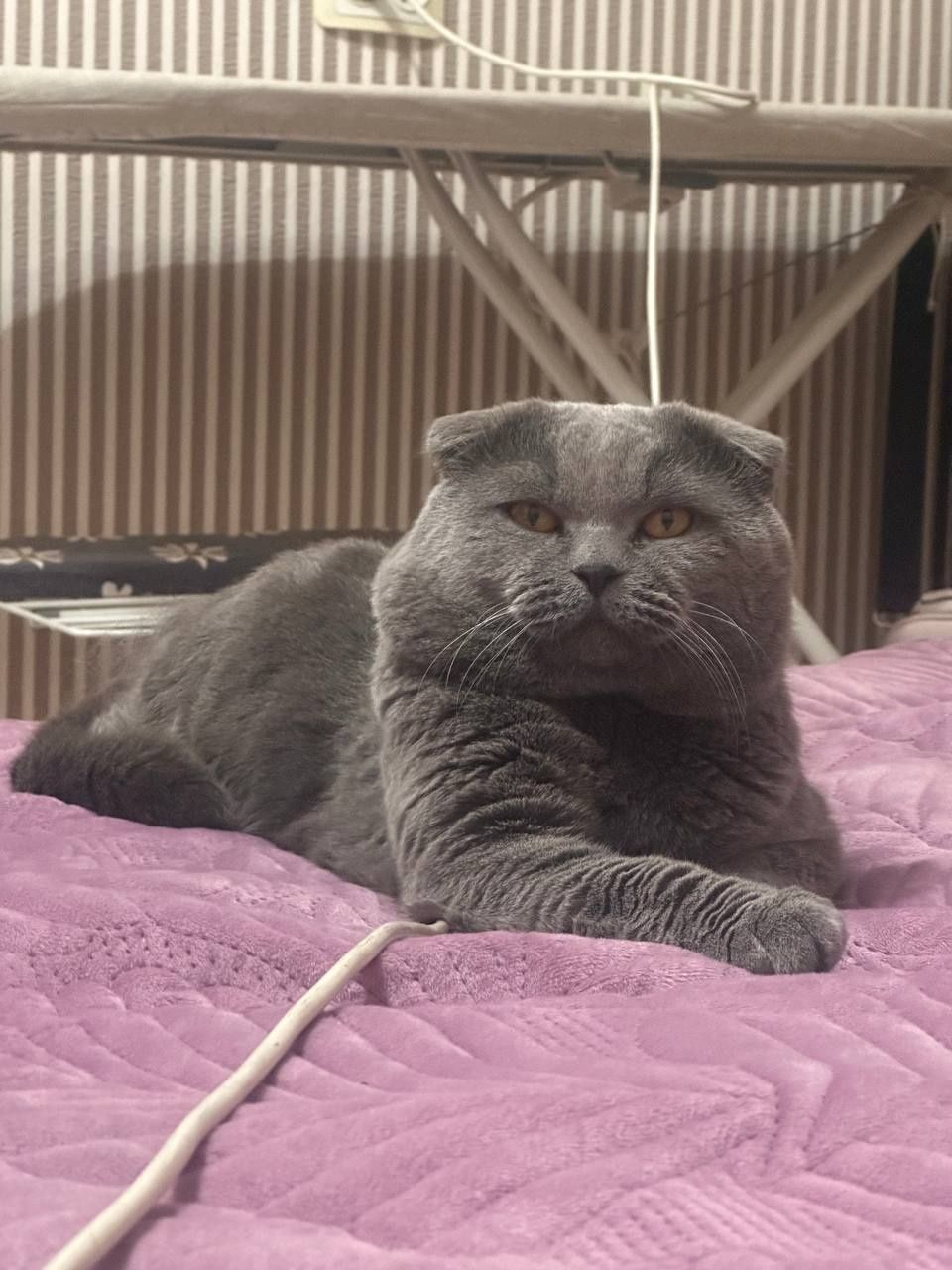 Вязка кот шотландский вислоухий