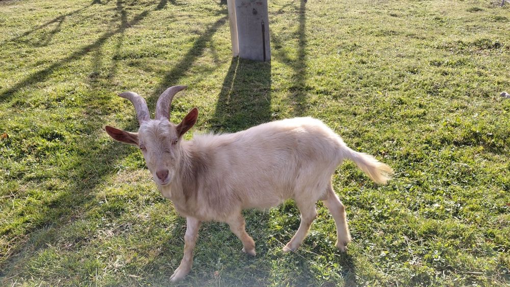 Vand țap Zanen de anul acesta