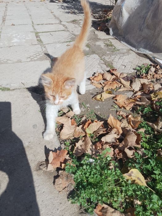 Подарявам котенца