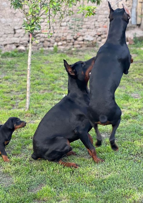 Малки Добермани.