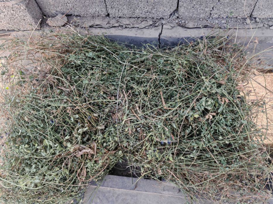 Beda quruq bog'langan