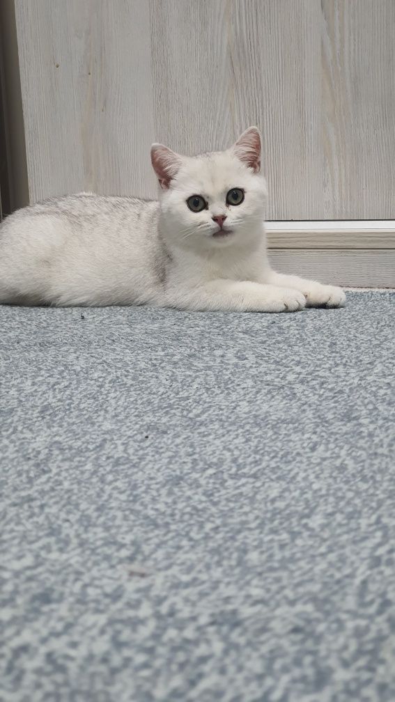 Serebristiy shinshila