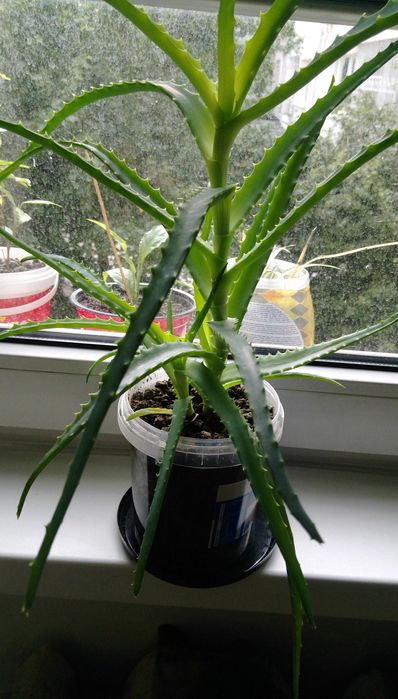 Продавам цветя Алое лечебно