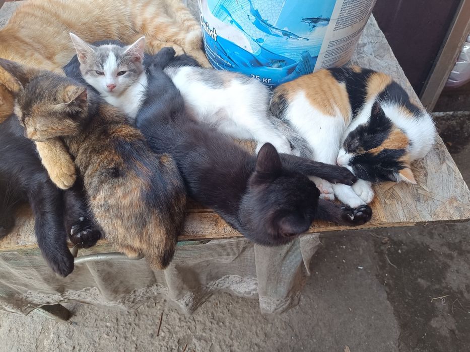 Отдам котят в добрые руки.