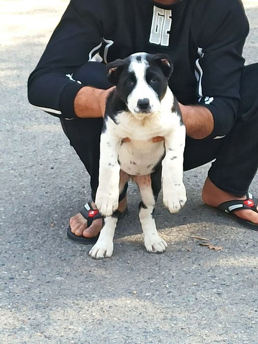 Шеночки алабаев чистокровные