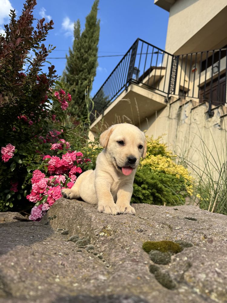 Puiut labrador cu pedigree tip A, femela