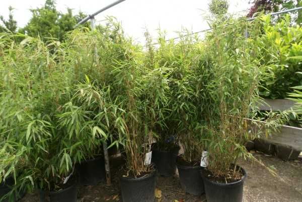 Bambus de gradina (Phyllostachys,Fargesia) rezistent la frig, gard viu