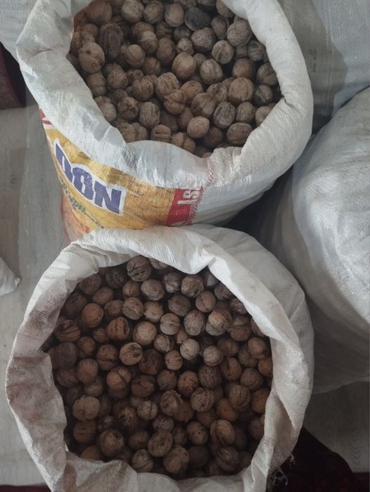 Yongoq (ЙОНГОК)  .