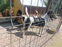 Fox terrier cu par neted