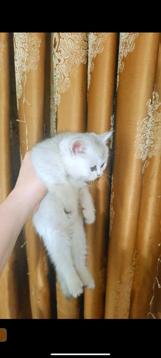 Британская золотая шиншилла девочки и мальчики