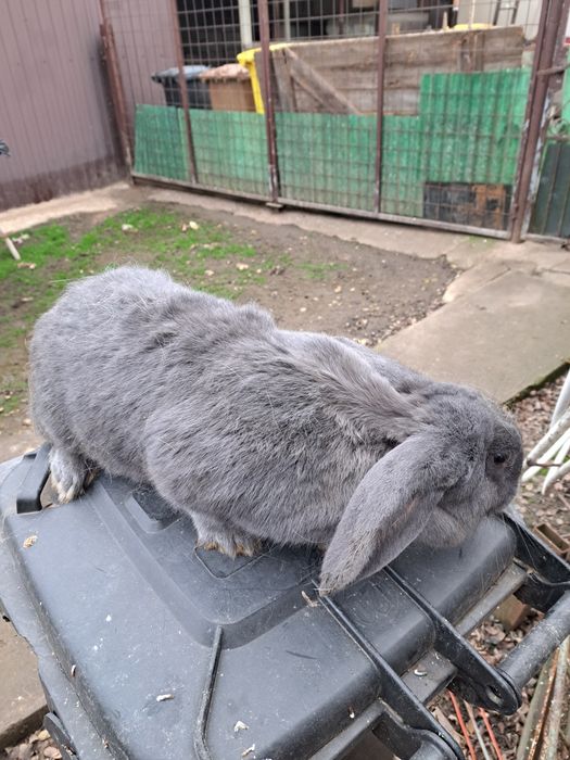 Vind iepuri rasa comuna