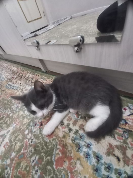 Отдам котёнка в добрые руки!