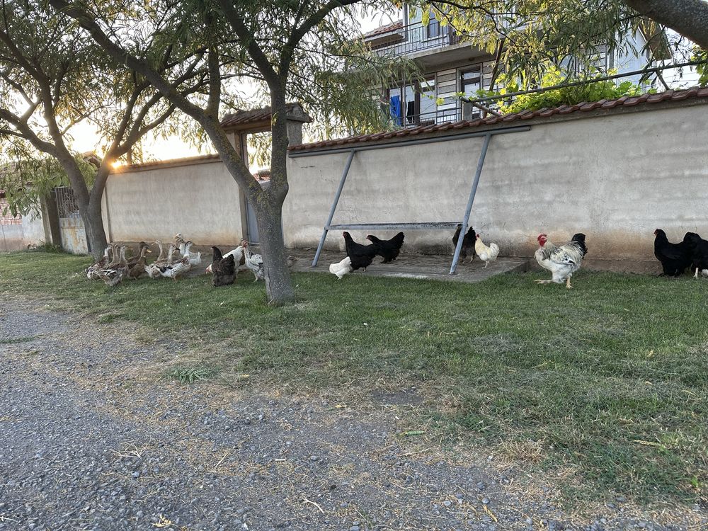 Продавам кокошки и юрдеци