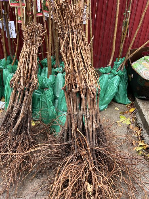 Butași vie fară întreținere anul 3