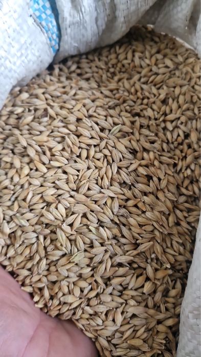 Продам ячмень , чистый