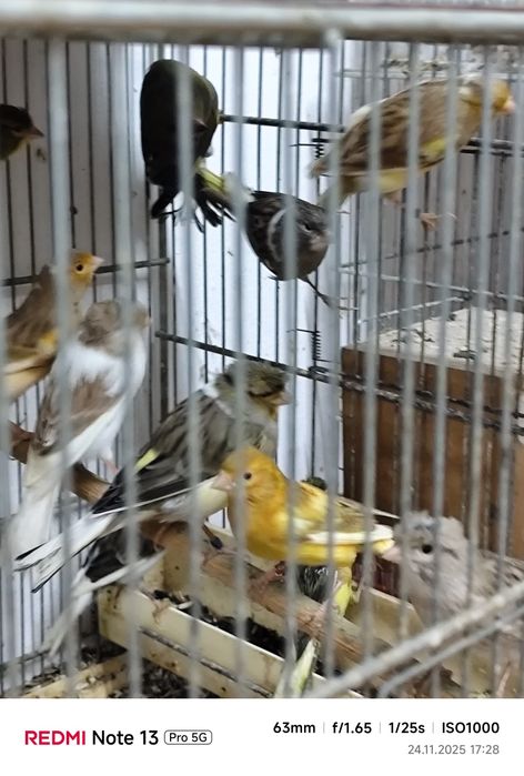 Canari și Hibrizii de vânzare!!