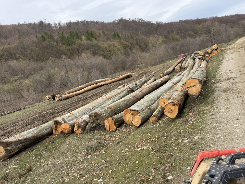 Vand lemn foc verde si uscat cu posibilitatea de transport
