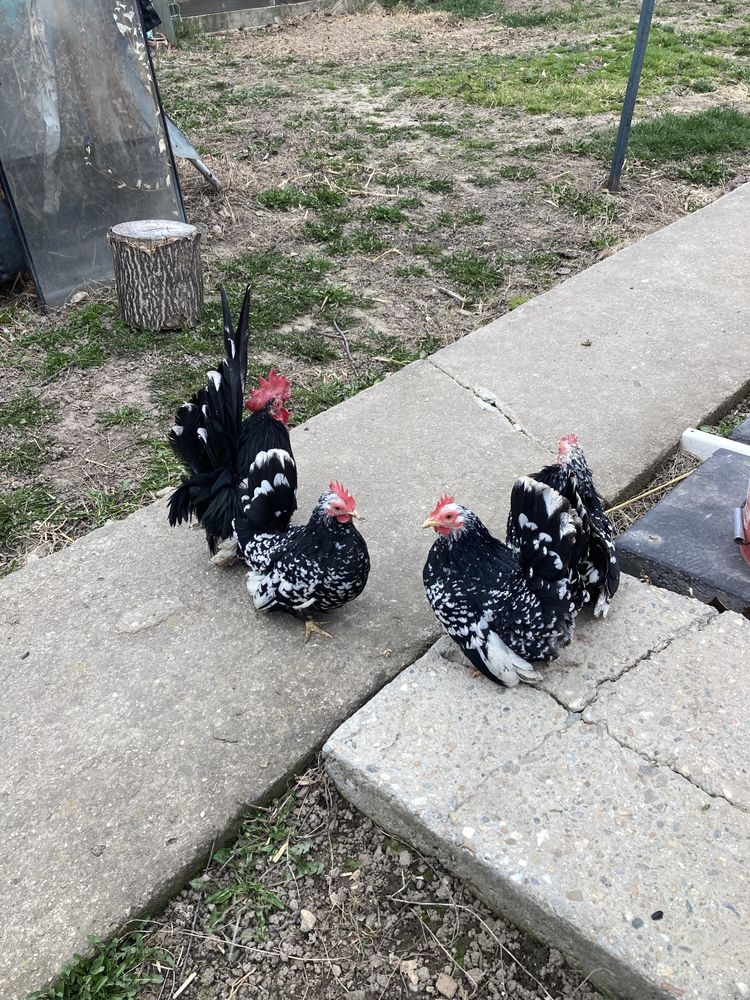 Familie de chabo de vânzare !