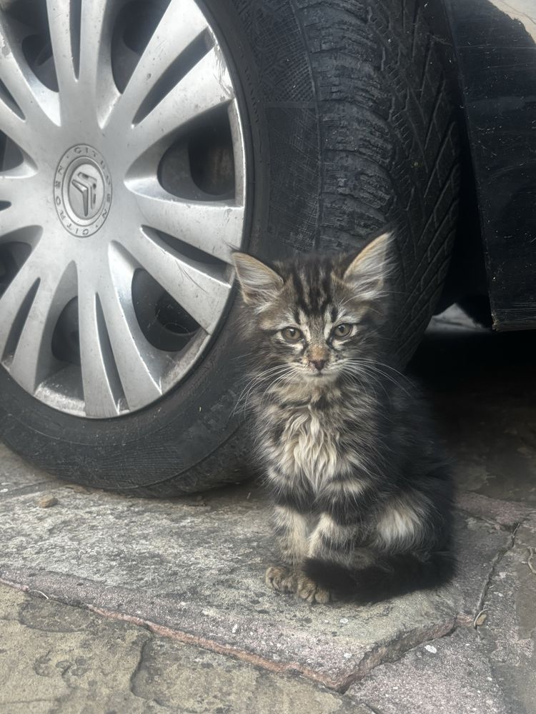 Котета на два месеца