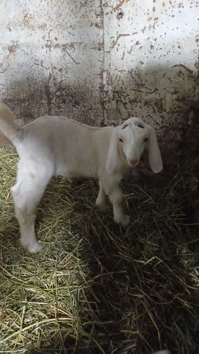 Продается Козлик