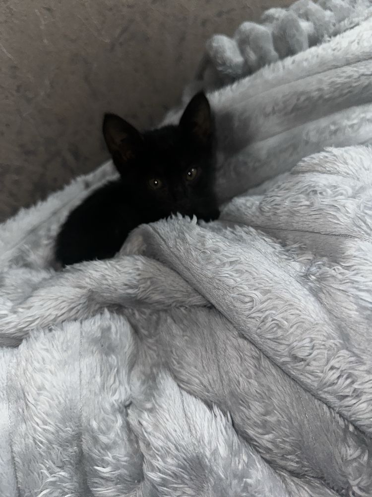 Кот маленький 1 месяц