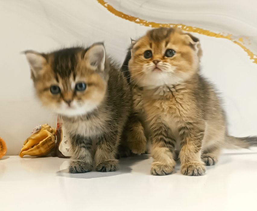 Золотая шиншилла котята